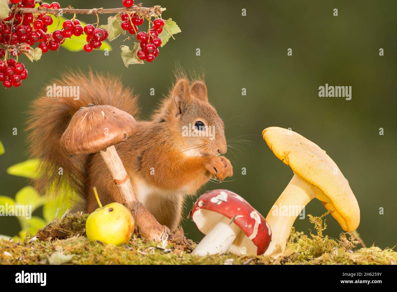 Rotes Eichhörnchen steht mit Apfel, Johannisbeere und Pilzen Stockfoto