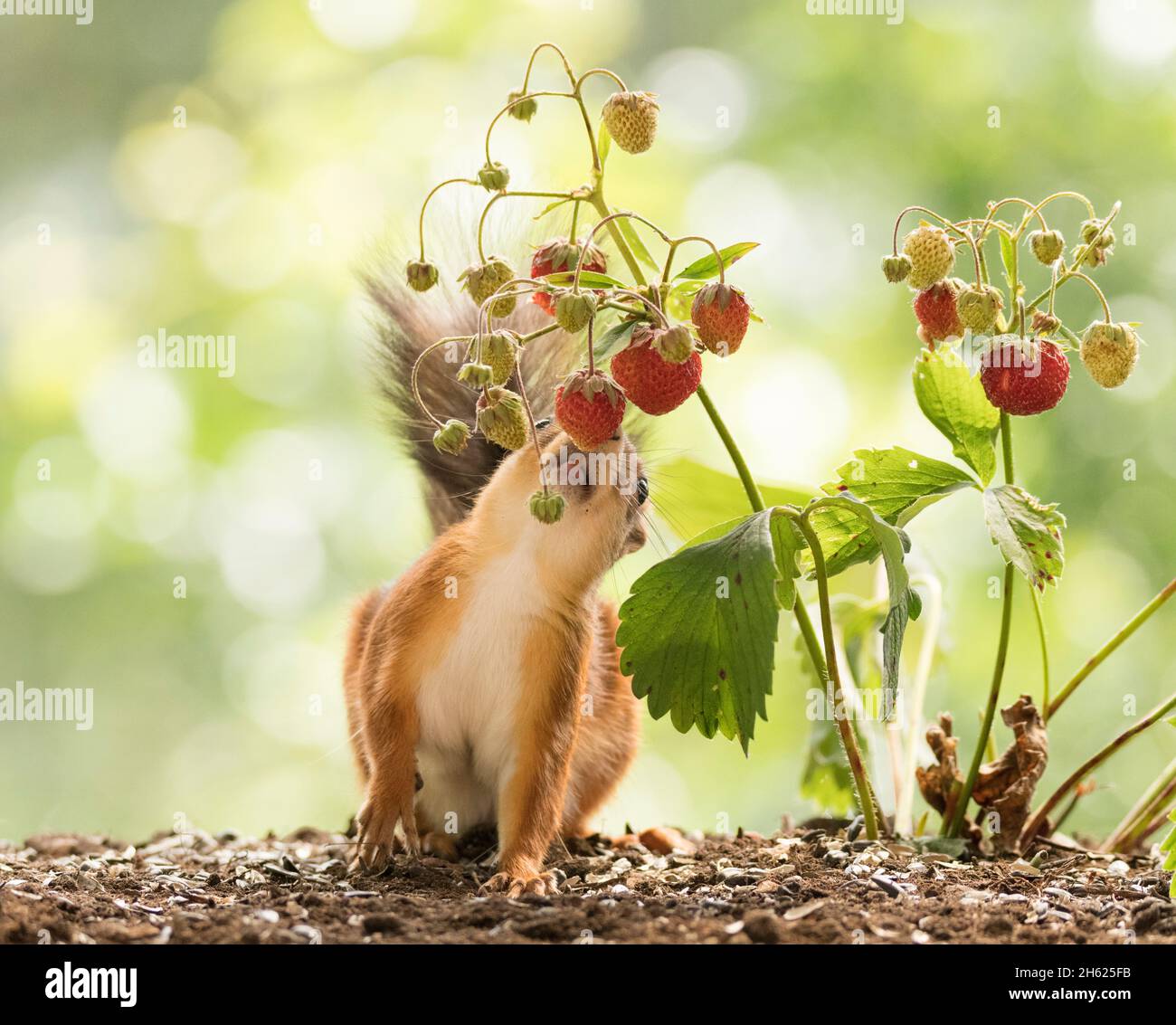 Rotes Eichhörnchen riecht nach Erdbeere Stockfoto