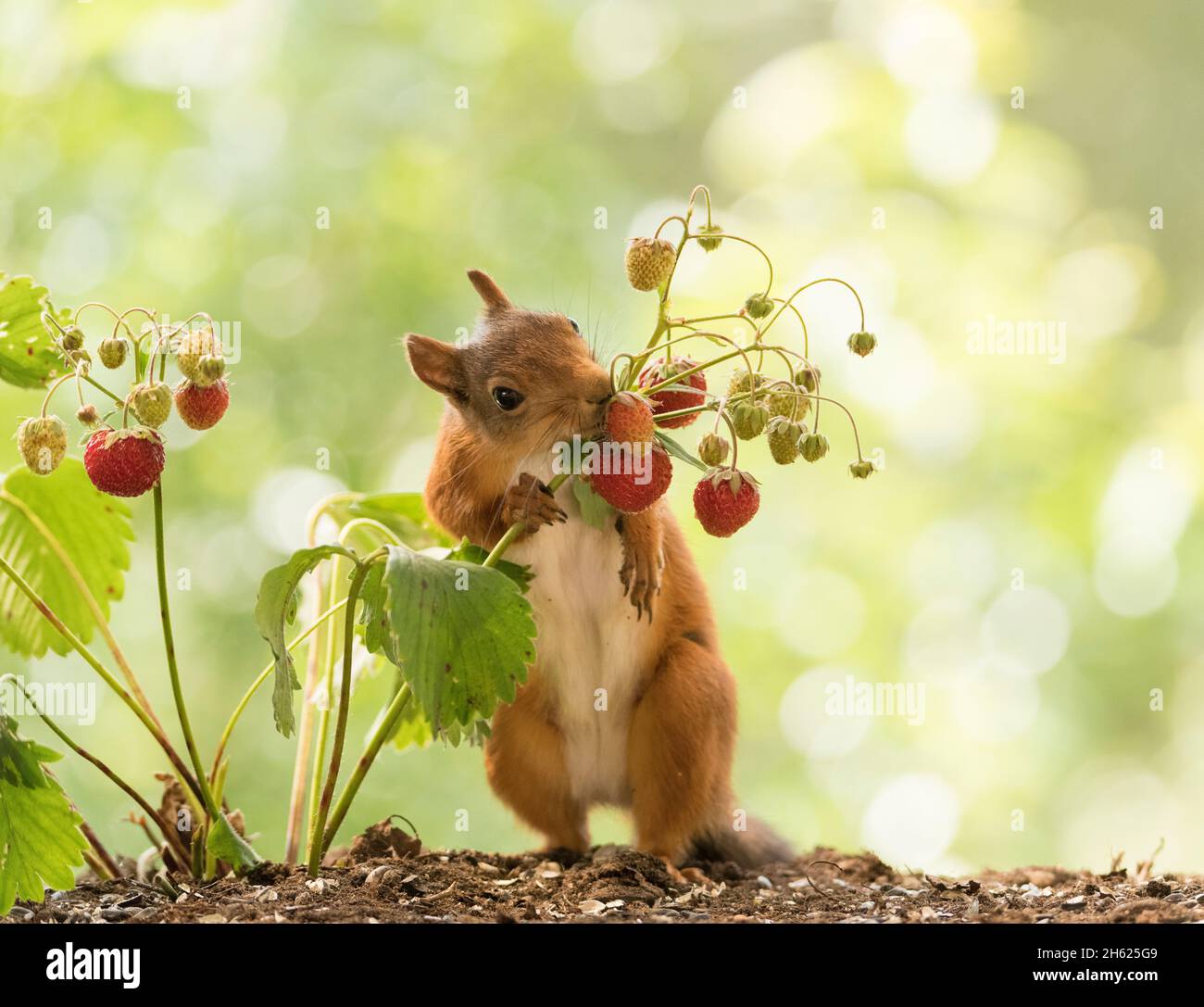 Rotes Eichhörnchen riecht nach Erdbeere Stockfoto