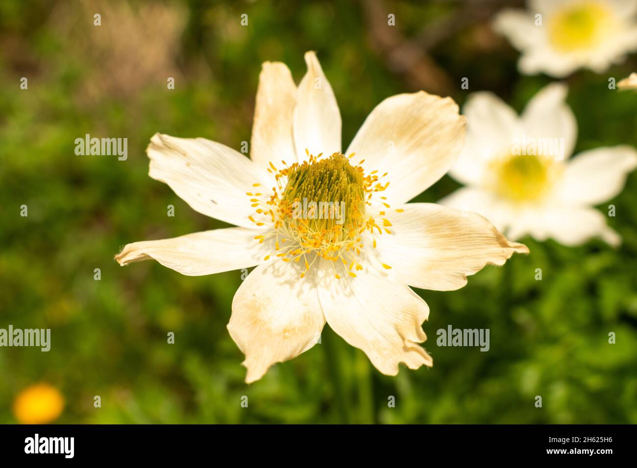 Sareis, Liechtenstein, 20. Juni 2021 schöne weiße Blume auf einer Wiese in den Bergen Stockfoto