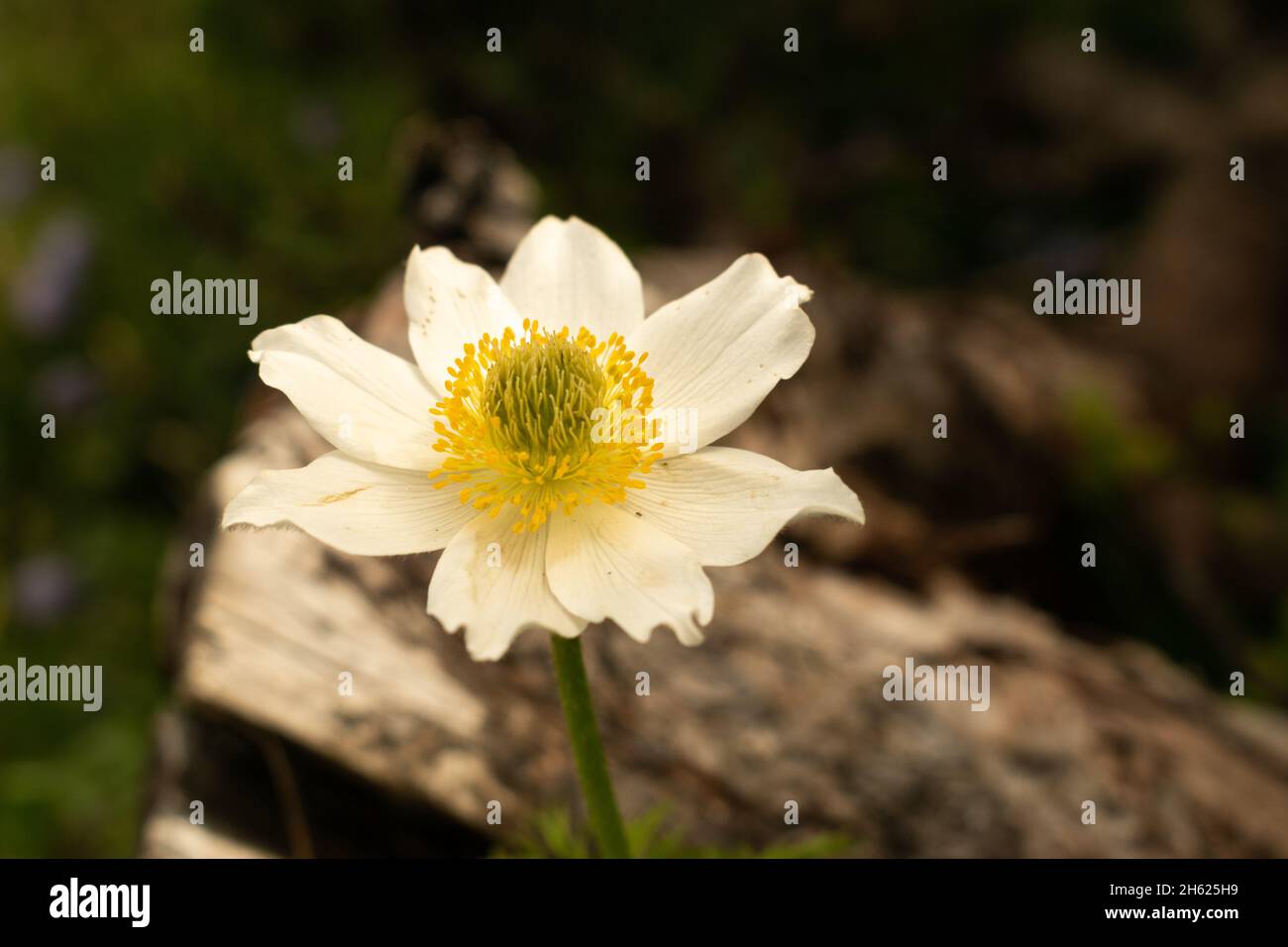 Sareis, Liechtenstein, 20. Juni 2021 schöne Blume auf einer Wiese in den alpen Stockfoto