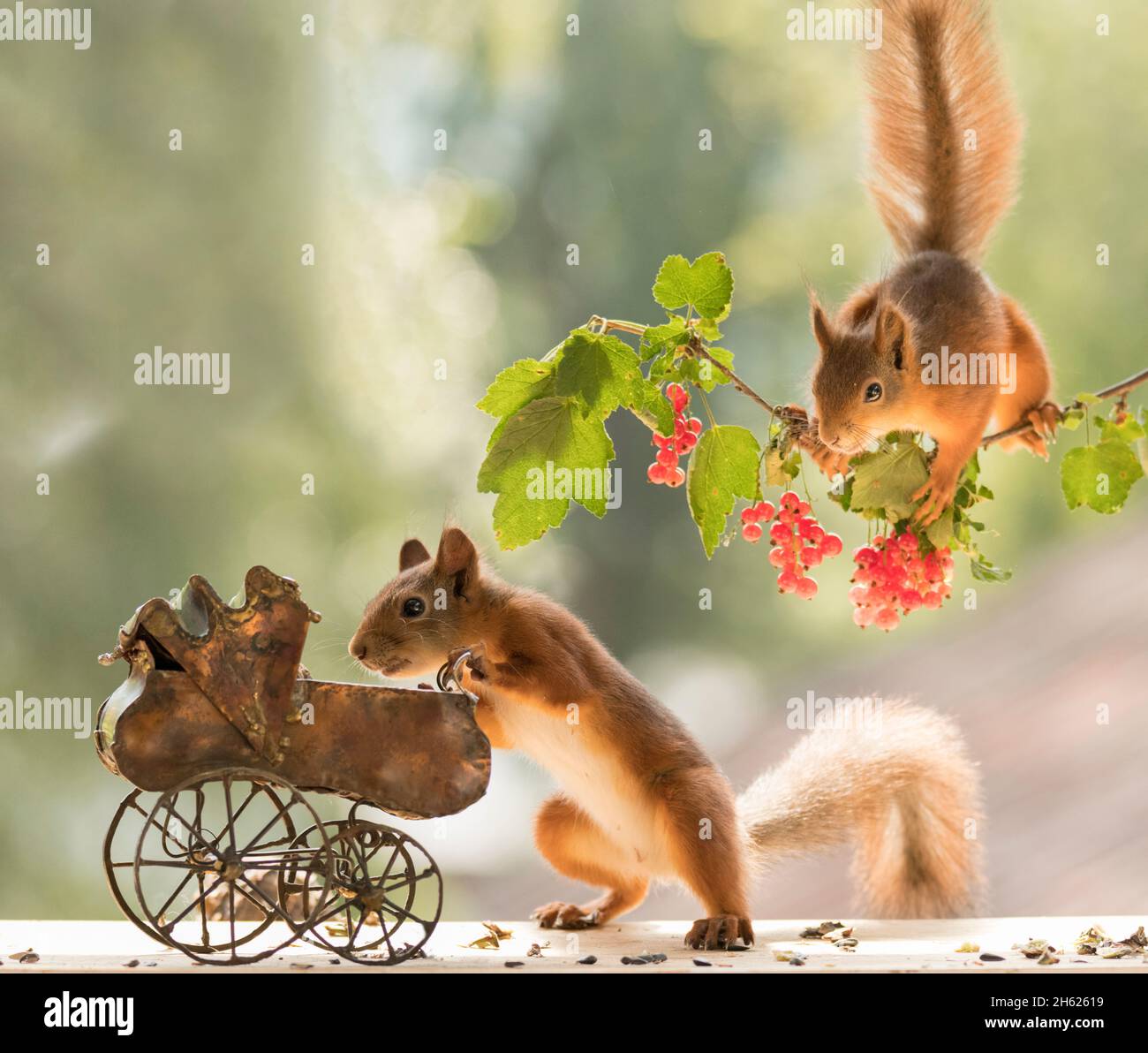 Rote Eichhörnchen stehen mit einem Kinderwagen Stockfoto