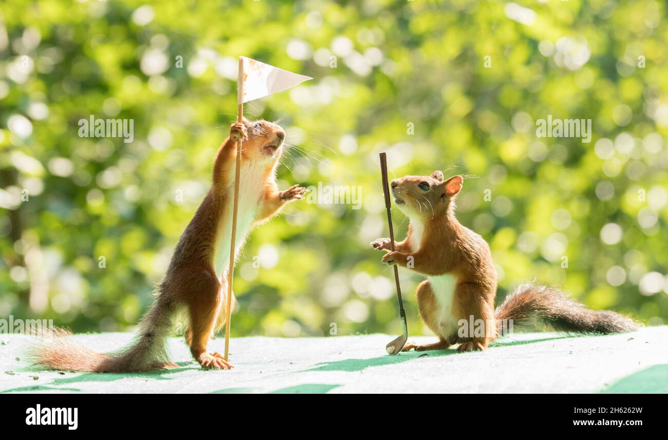 Rote Eichhörnchen mit Golfflagge und Golfschläger Stockfoto