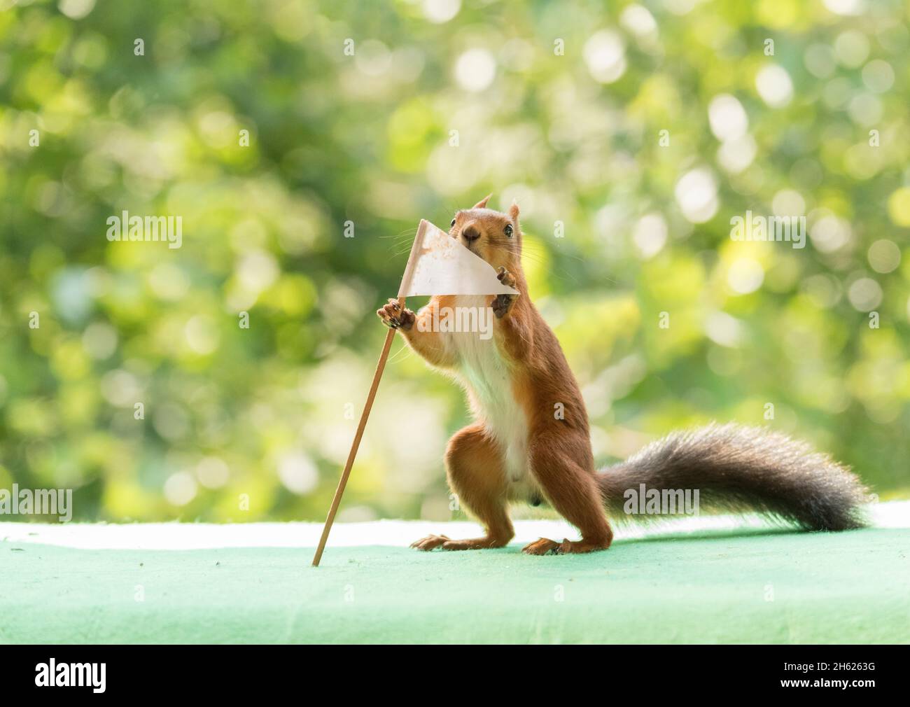 Rotes Eichhörnchen mit einer Golfflagge Stockfoto