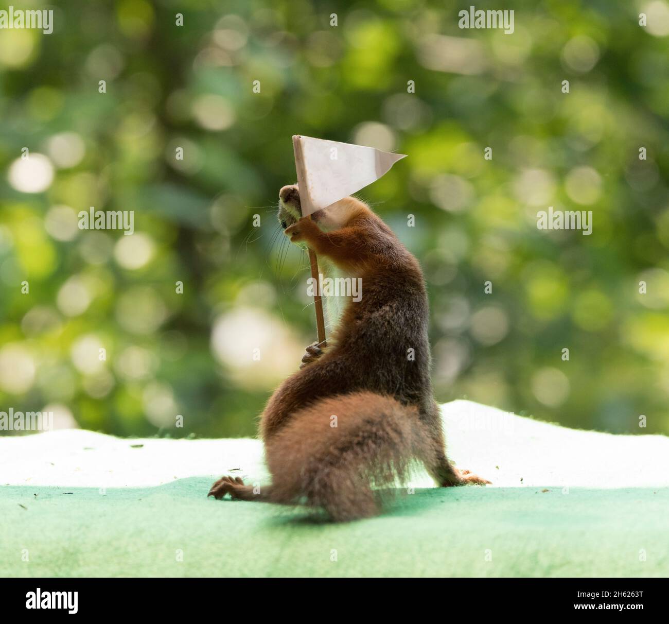 Rotes Eichhörnchen mit einer Golfflagge Stockfoto