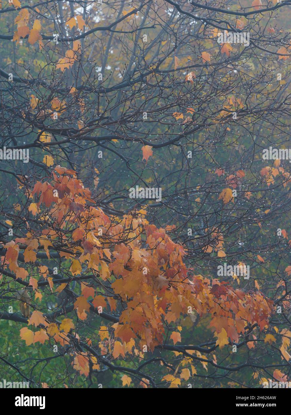 Herbstsaison in kanada, ontario, Blätter ändern ihre Farbe, Lebensstadien, Feuchtigkeit, Morgennebel, Natur, nass Stockfoto