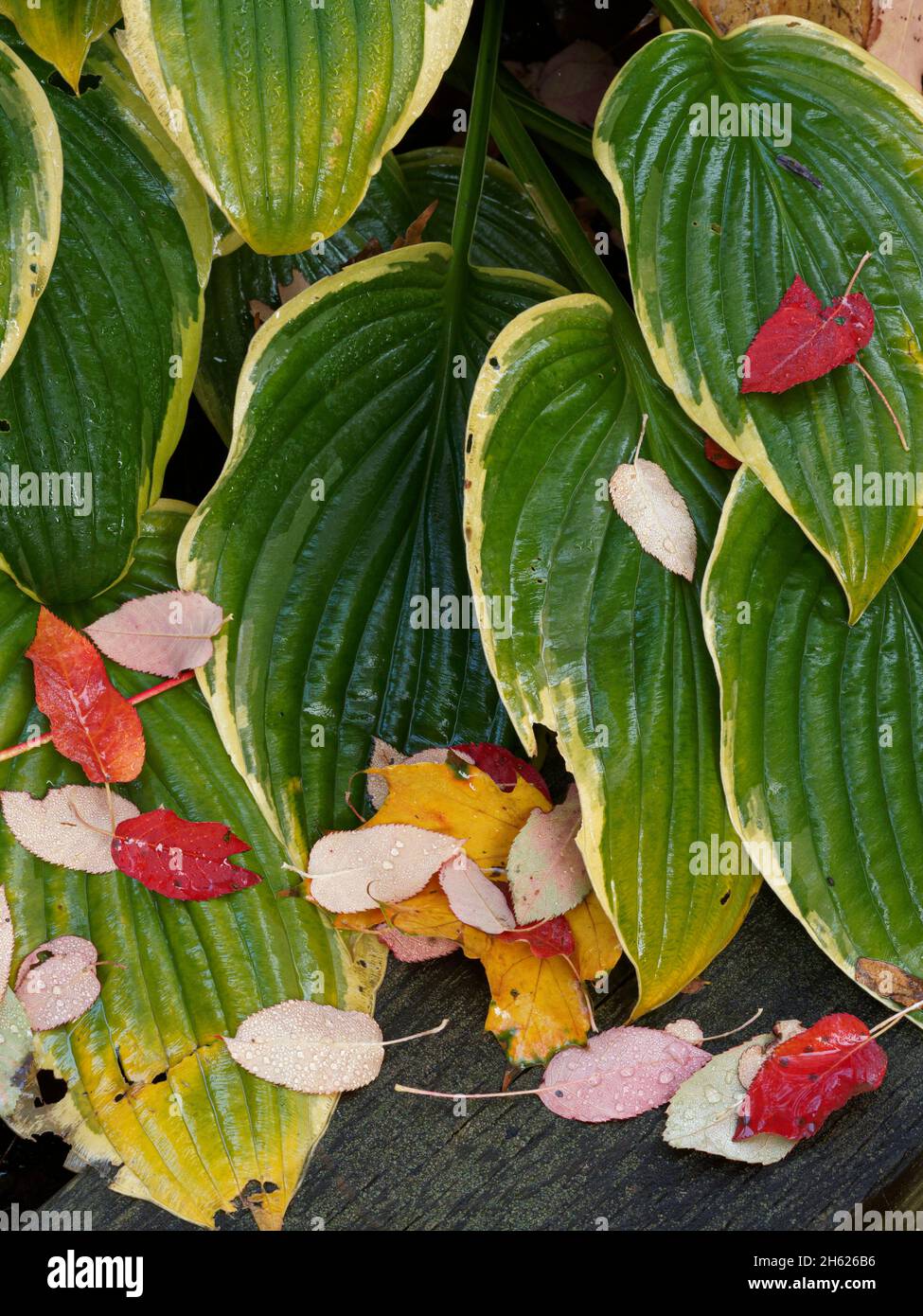 Herbstsaison in kanada, ontario, gefallene Beerenblätter auf Hostablättern, Feuchtigkeit, Natur, Wassertropfen, nass Stockfoto