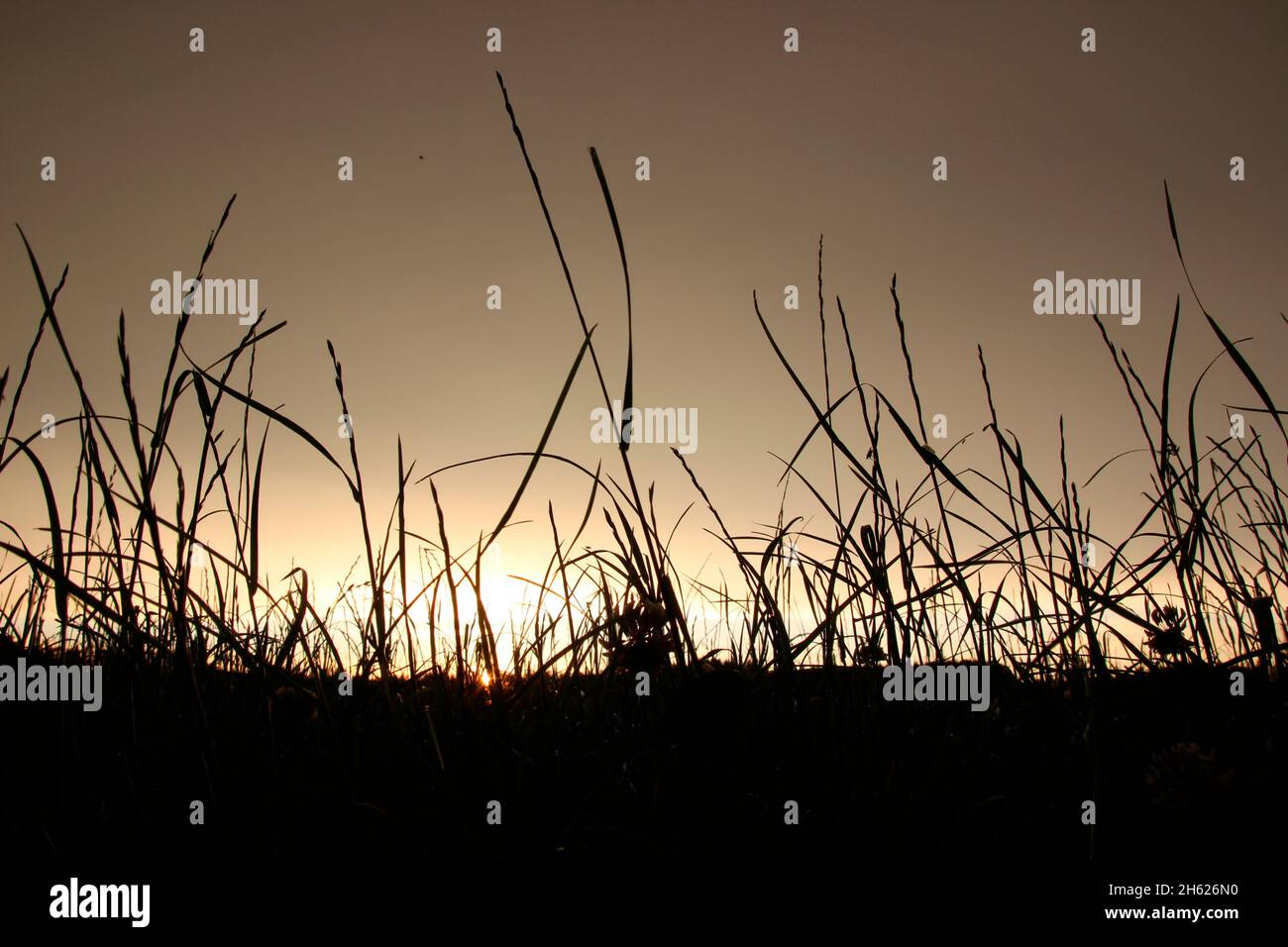 Gras, Wiese, Sonnenuntergang, Rücklicht, Rücklicht, Dämmerung, in der Nähe von rosenheim, chiemgau, oberbayern, bayern, deutschland Stockfoto
