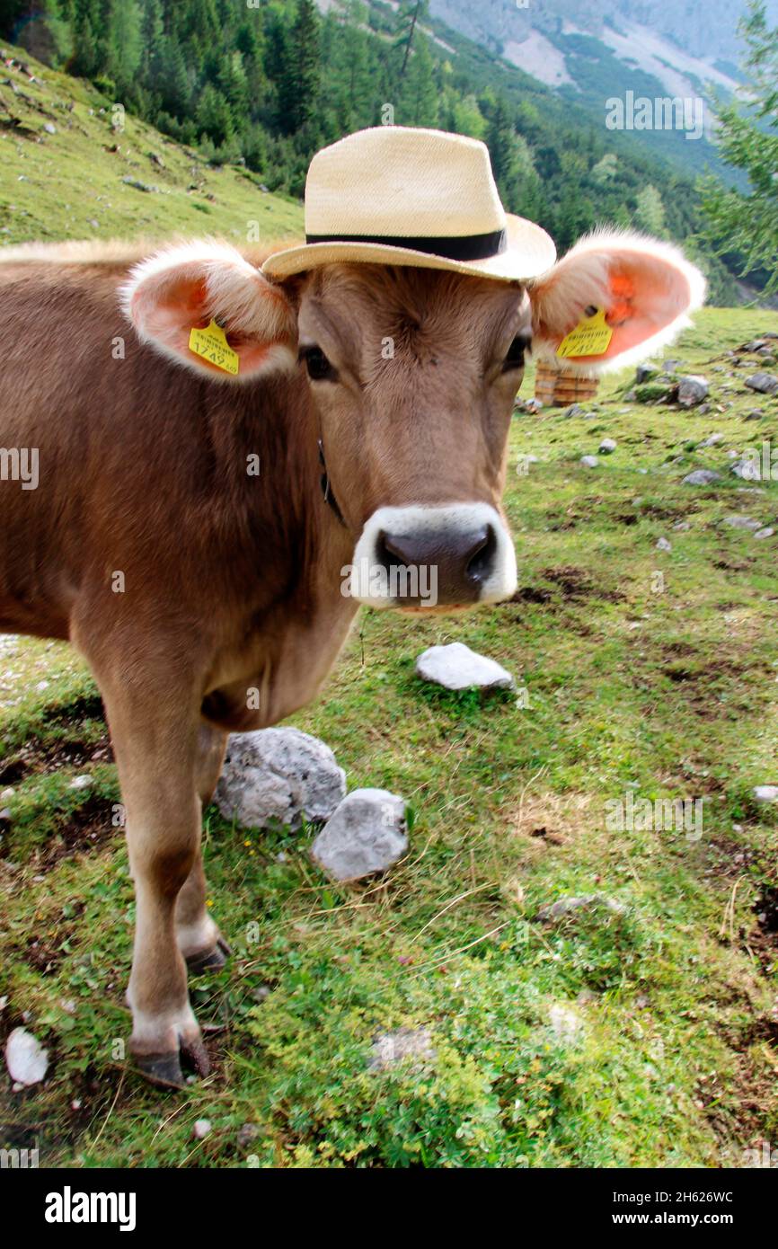 Kuh mit Hut, tiroler braunvieh auf der Alm, österreich, tirol, humorvoll, witzig neugierig, Sonnenhut, Kopfbedeckung, große Augen, große Ohren, Stockfoto