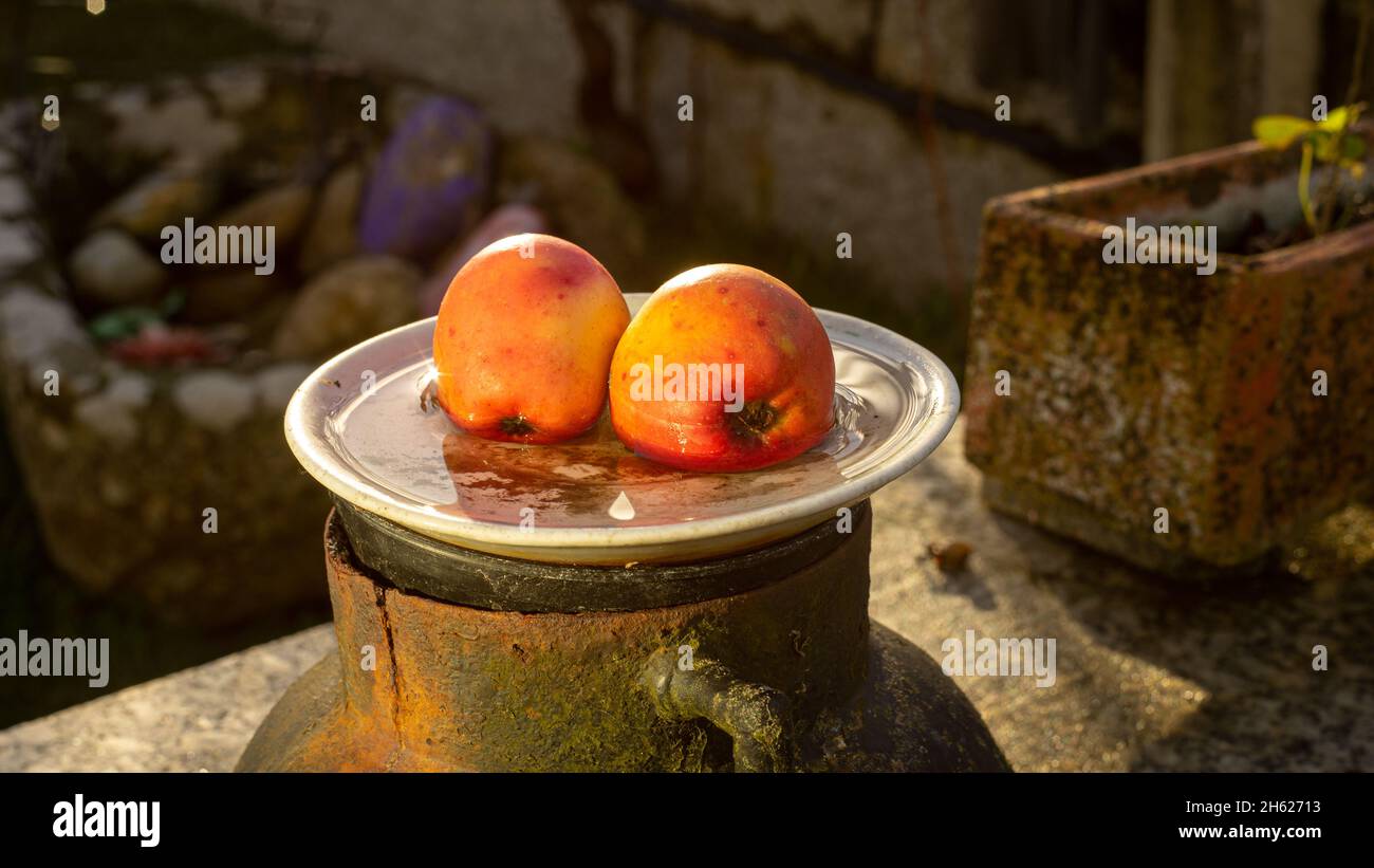 Zwei rote Äpfel auf einem weißen Teller mit Regenwasser Stockfoto