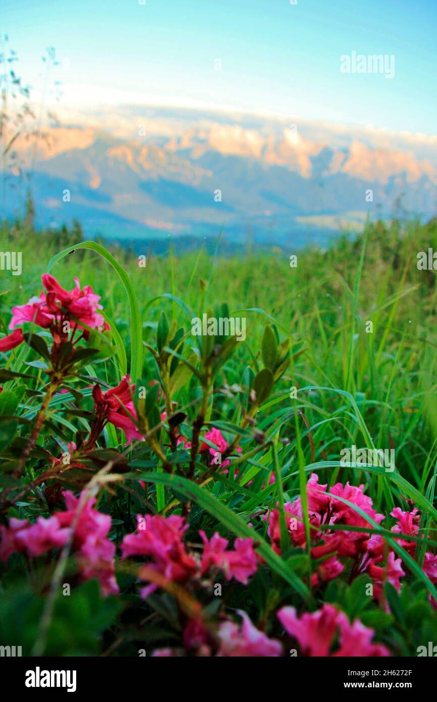 alpenrosen entlang der Wanderung zur krüner alm,Sonnenuntergang,karwendel,karwendelgebirge,europa,deutschland,bayern,oberbayern,werdenfelser Land,alpenwelt karwendel,isartal,krün Stockfoto