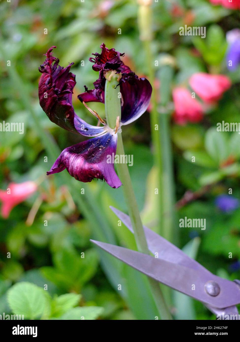Abschneiden der verblassten Tulpe (tulipa) Stockfoto