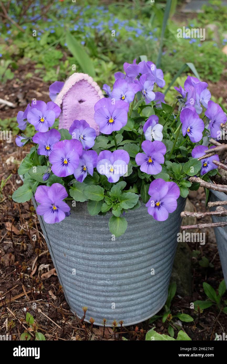 Violett-gehörntes Violett (Viola cornuta) in einem Topf mit Verzierung Stockfoto