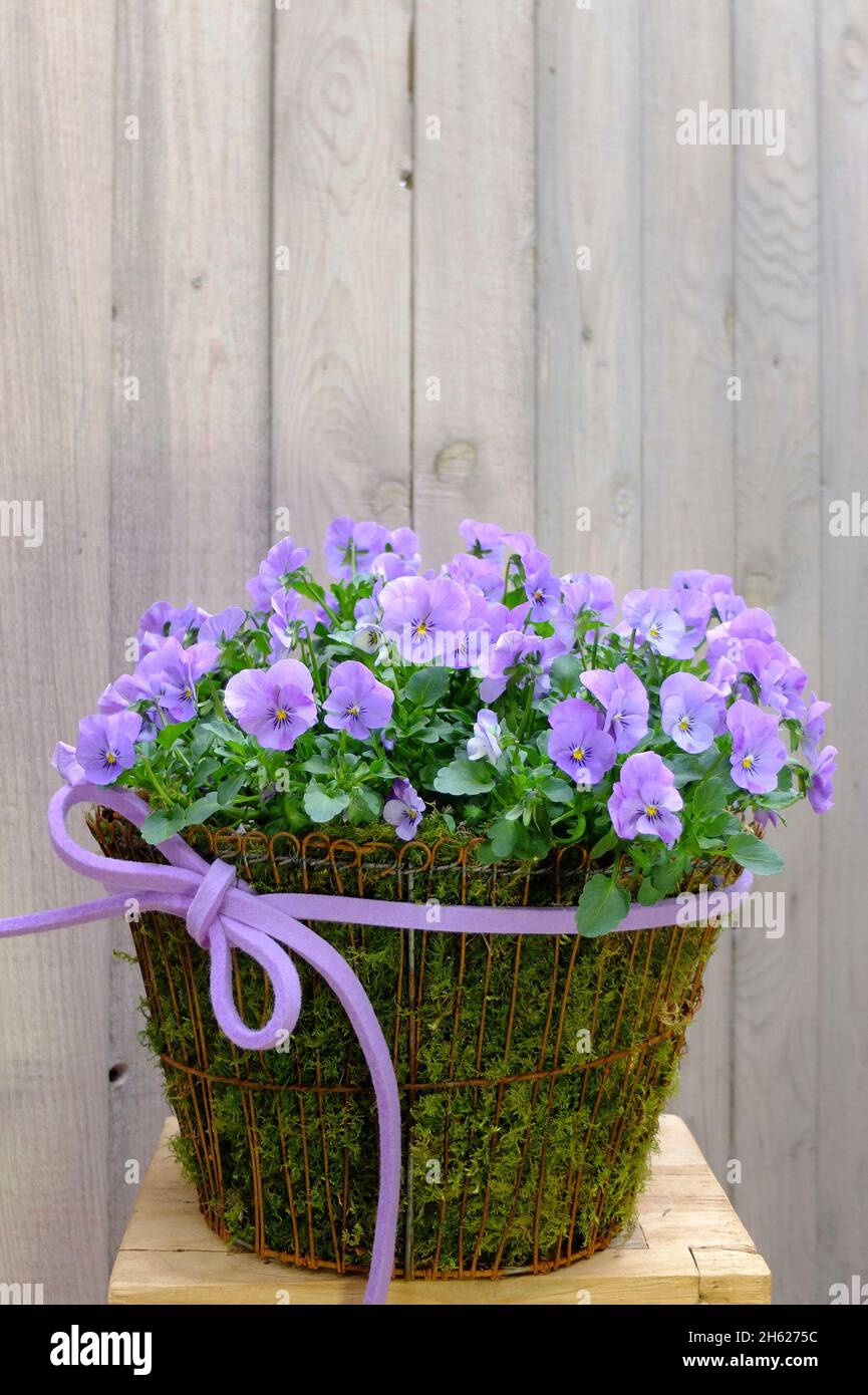 Violettes gehörntes Violett (Viola cornuta) in einem Topf mit Schleife Stockfoto