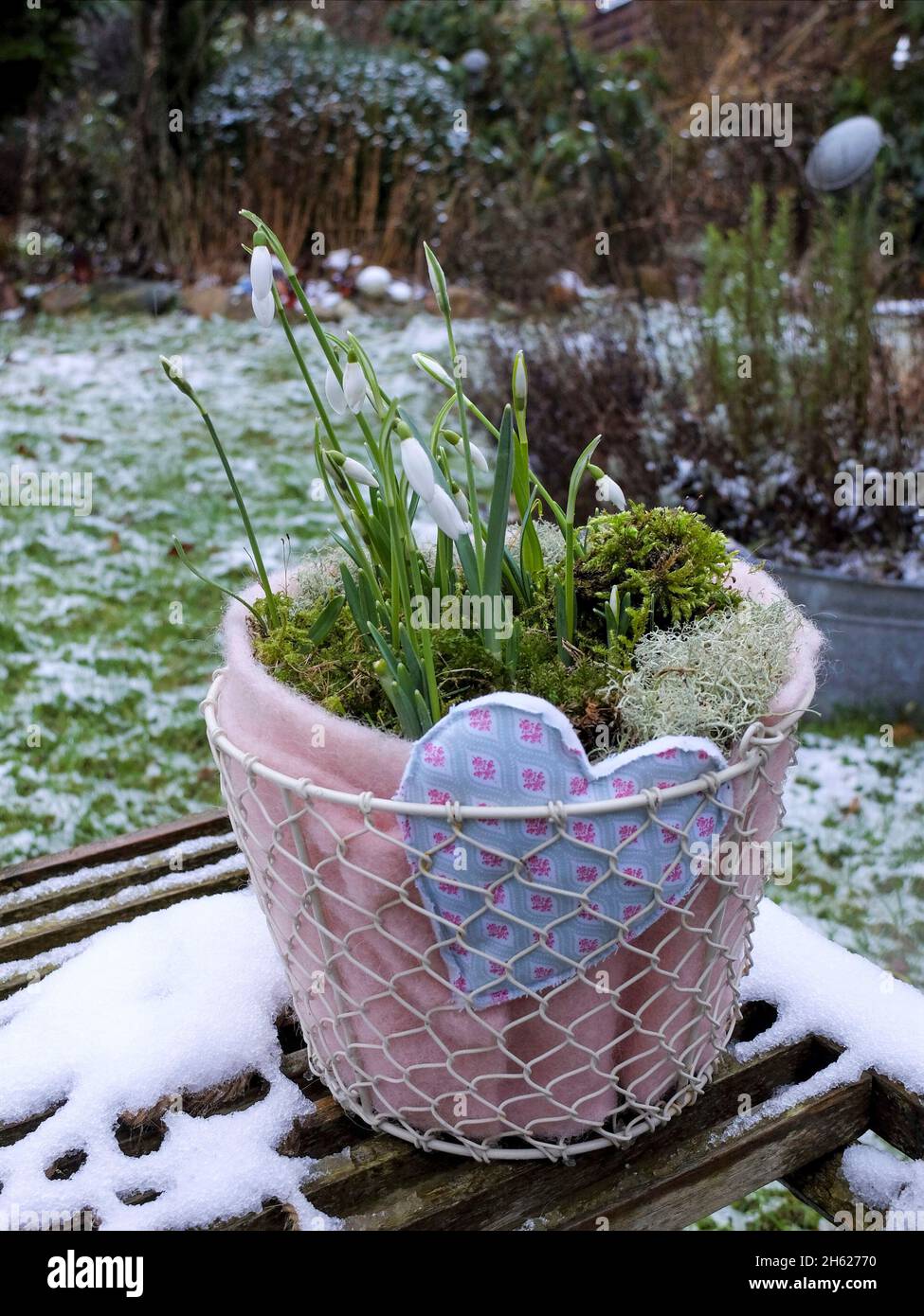 Schneeglockchen Kaufen Lidl