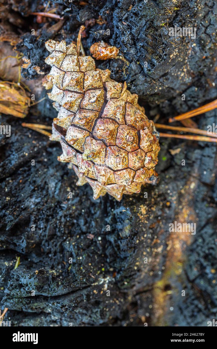 Tannenzapfen auf verkohltem Holz, Waldstill-Leben Stockfoto