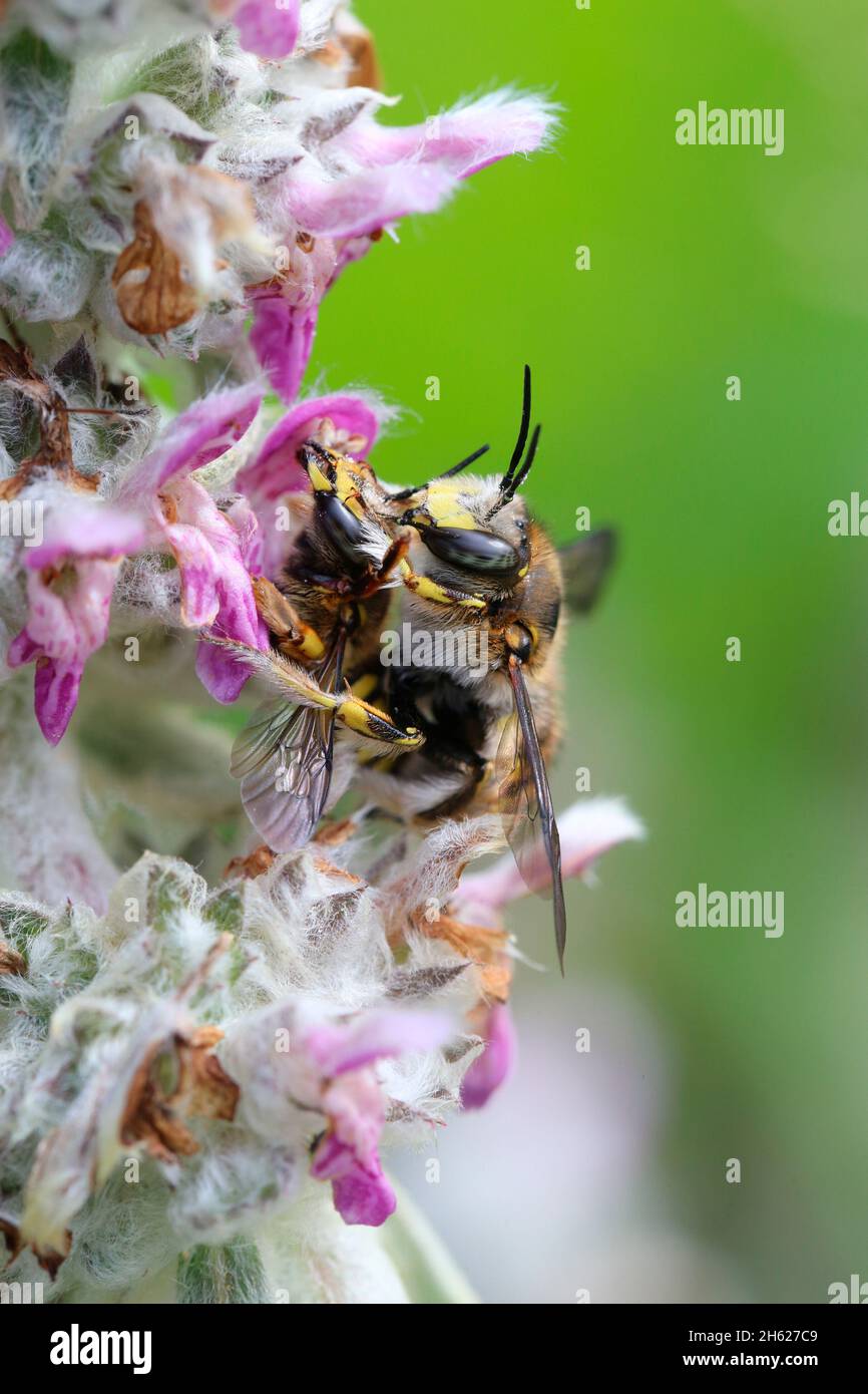 Paarung der großen Wollbiene (anthidium manicatum) auf Wollzierling (stachys byzanthinum) Stockfoto
