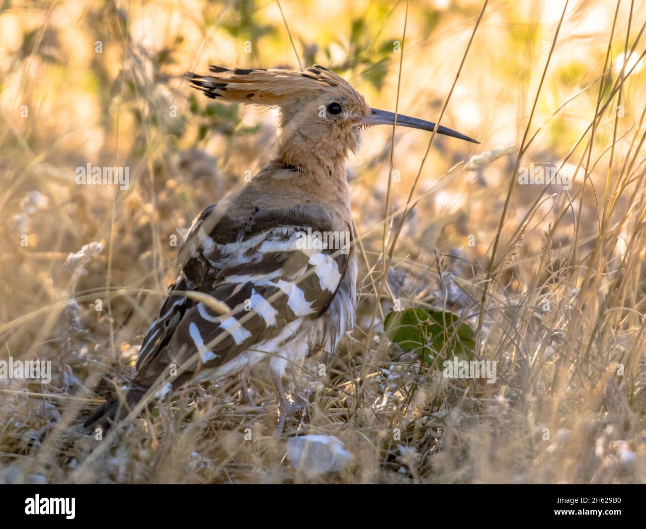 Eurasischer Wiedehopf (Upupa epops), der in Gras in natürlicher landwirtschaftlicher Landschaft ernährt. Wildtierszene in der Natur. Frankreich Stockfoto