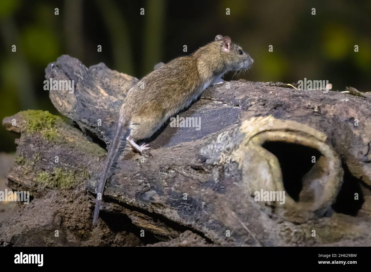 Braune Ratte (Rattus norvegicus) auf einem Stamm bei Nacht in natürlicher Umgebung, Niederlande Stockfoto