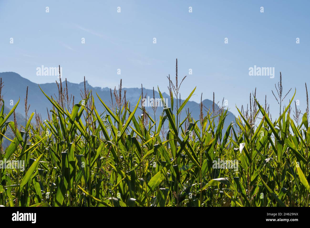 Vaduz, Liechtenstein, 11. Oktober 2021 Maisanbau auf einem Feld an einem sonnigen Tag Stockfoto