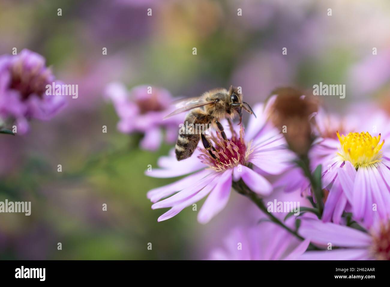 Ruggell, Liechtenstein, 25. September 2021 fleißige Biene sammelt Nektar aus der Blüte einer Blume Stockfoto