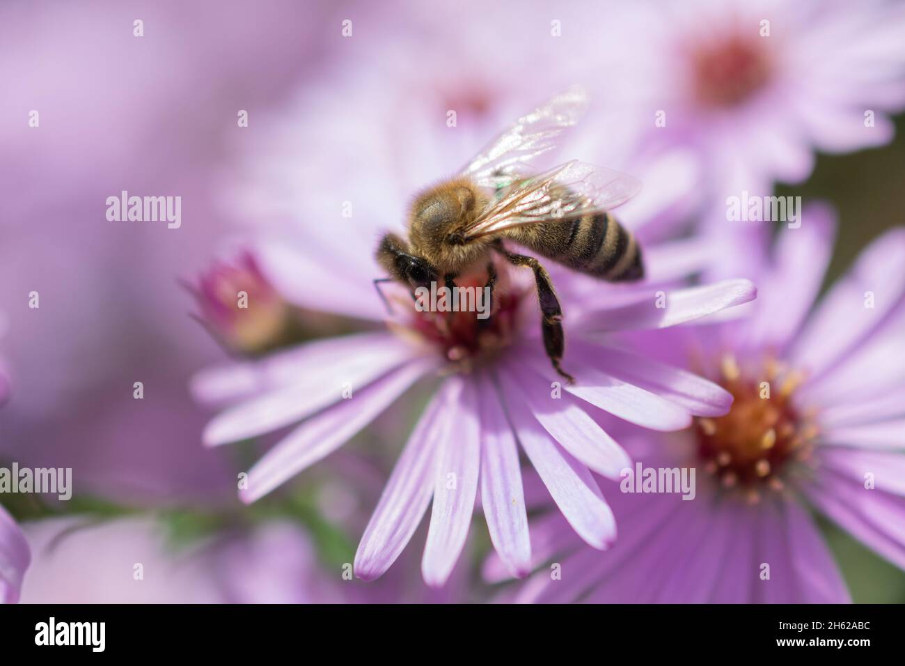 Ruggell, Liechtenstein, 25. September 2021 fleißige Biene sammelt Nektar aus der Blüte einer Blume Stockfoto