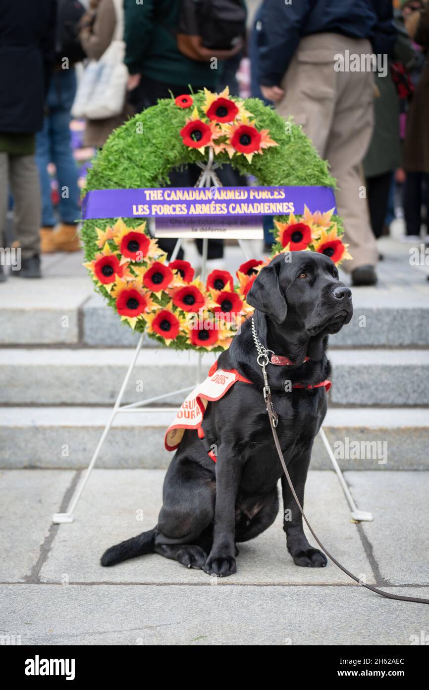 Winslow, ein trainierender Blindenhund, wartet geduldig in der Nähe des Grabes des unbekannten Soldaten nach einer Gedenkfeier in Ottawa, Ontario. Stockfoto