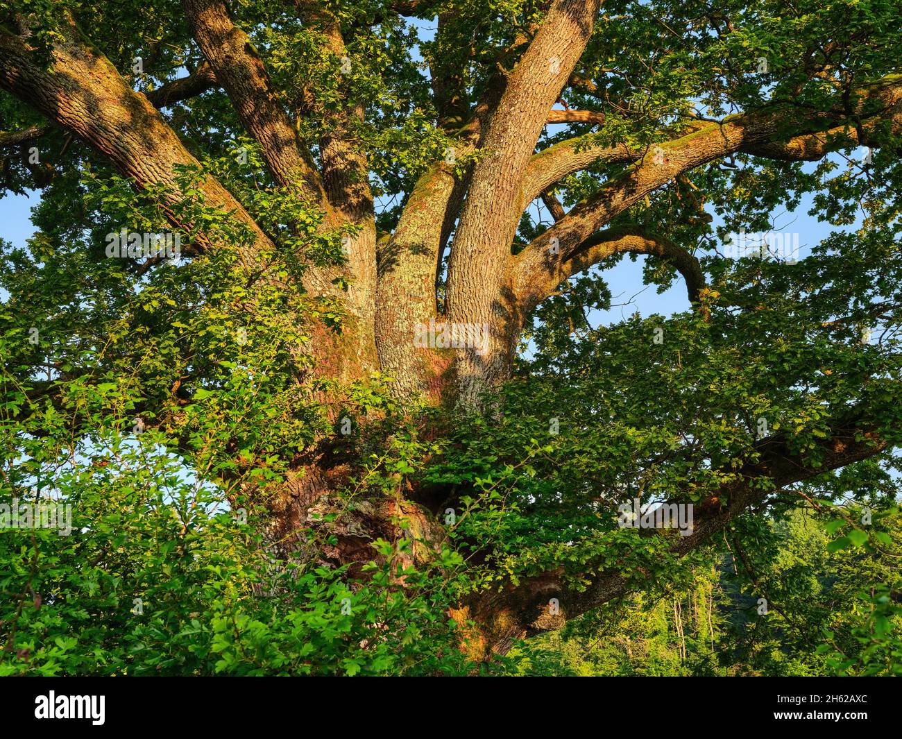 Im bernrieder Park, bernried am starnberger See Stockfoto