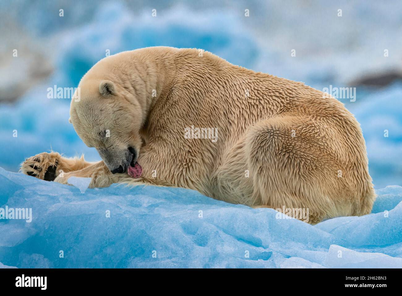 Erwachsene, weibliche Eisbären lecken ihre Pfote auf einem blauen Eisberg vor einem Gletscher (Lillehookbreen), svalbard, grönland Stockfoto