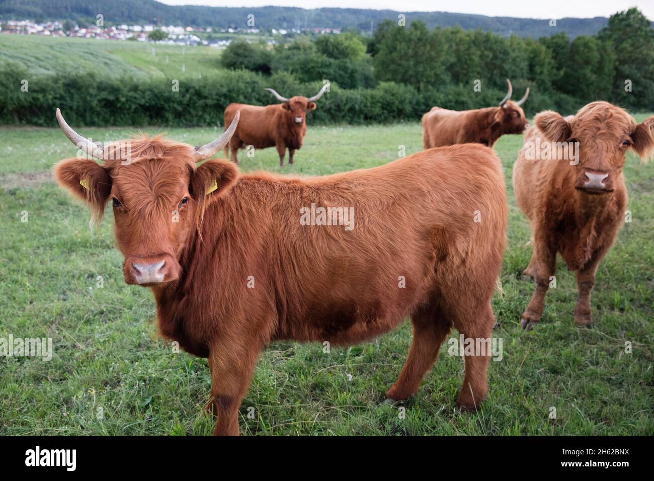 Kuh, Kühe, schottisches Hochlandrind, zotteliges Fell, lange Hörner, Herde, Hochlandrinder Stockfoto