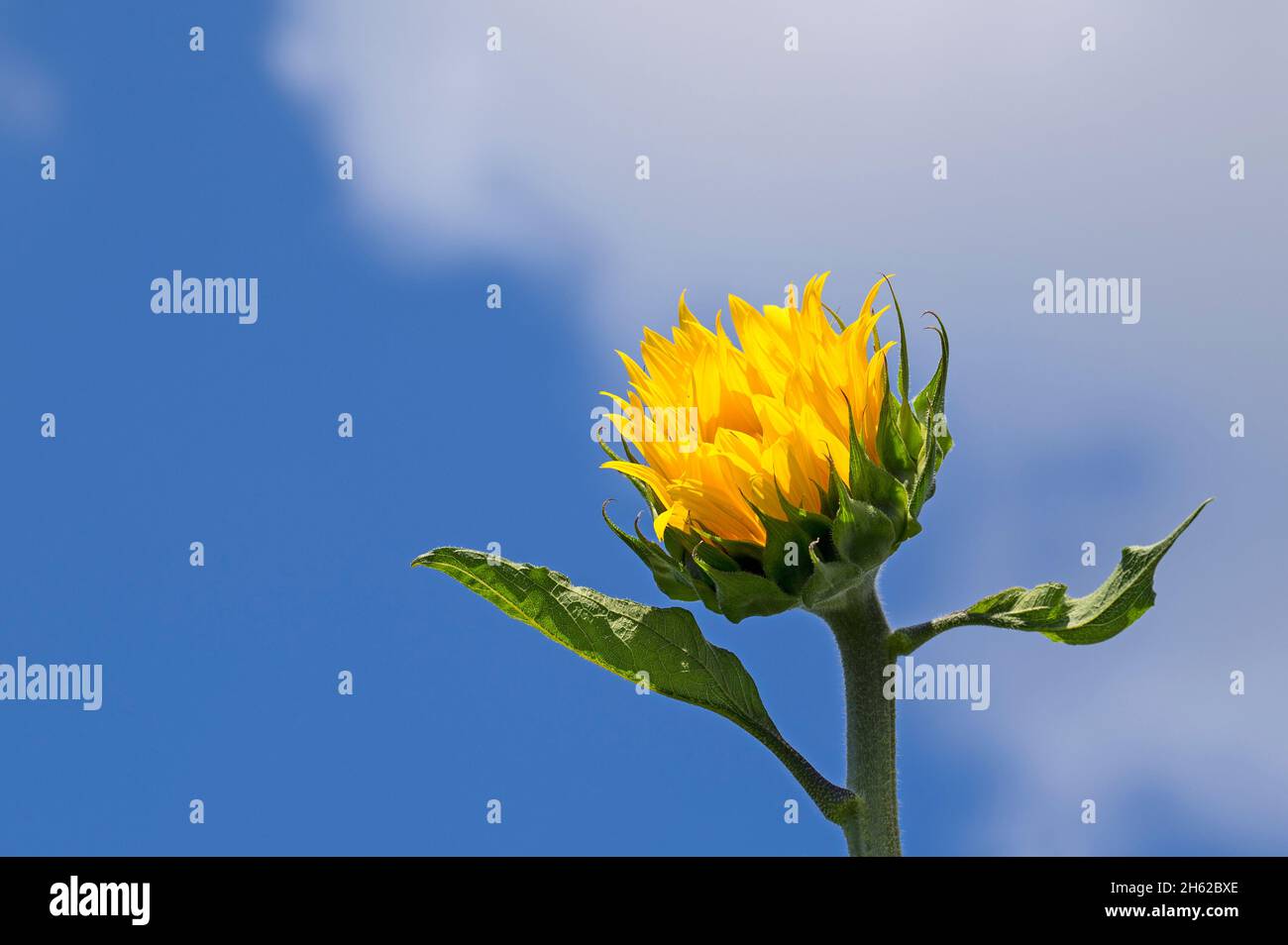 Sonnenblume (helianthus annuus) gegen einen blauen Himmel, Tageslicht, deutschland Stockfoto
