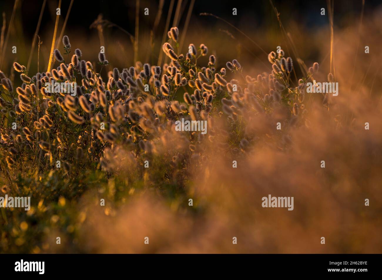 hase-Kleeblatt (trifolium arvense), Blütenstände leuchten im Abendlicht, deutschland Stockfoto