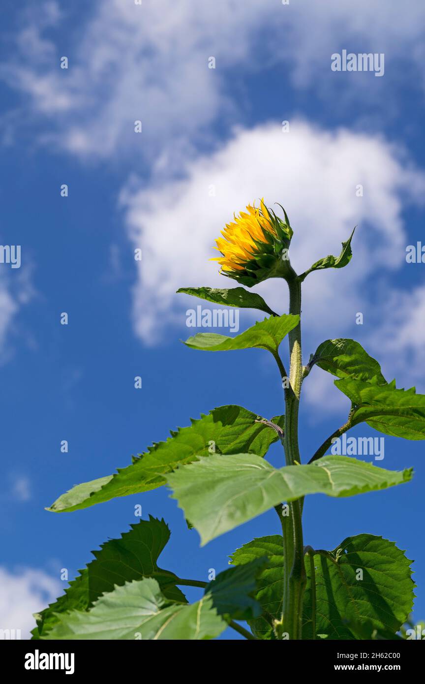 Sonnenblume (helianthus annuus) gegen einen blauen Himmel, Tageslicht, deutschland Stockfoto