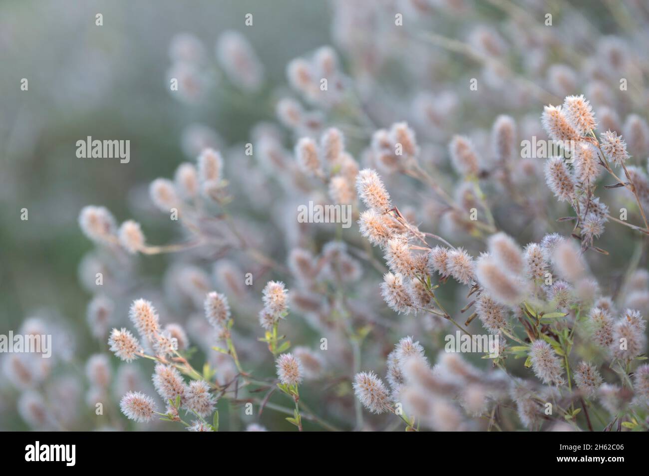 hase-Kleeblatt (trifolium arvense), Blütenstände im Morgenlicht, deutschland Stockfoto