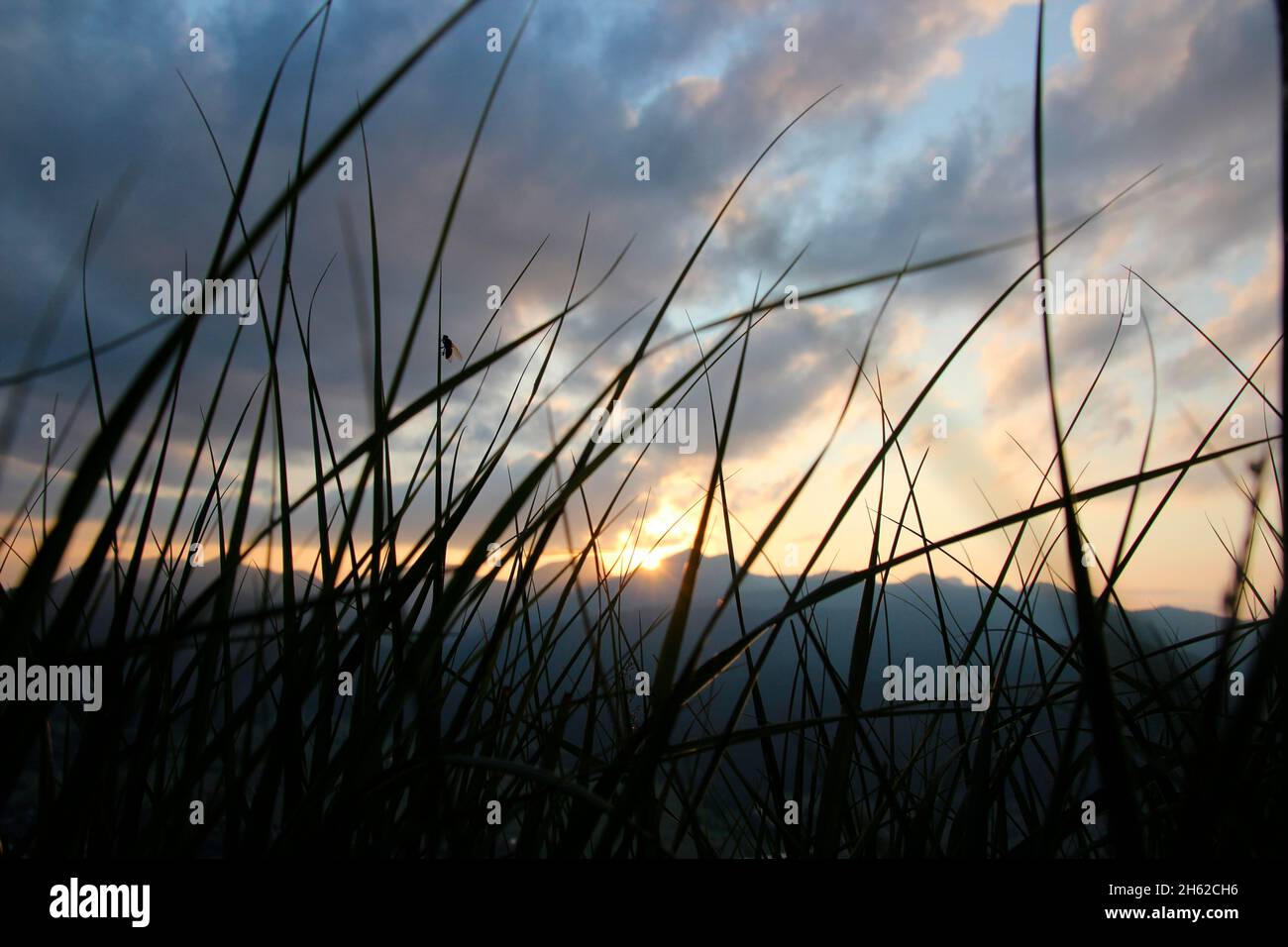 Gras, Gräser im letzten Sonnenlicht - Sonnenuntergang mit Silhouette im Hintergrund vor der untergehenden Sonne bei einer abendlichen Bergwanderung,krün,isartal,oberbayern,bayern,deutschland,europa Stockfoto