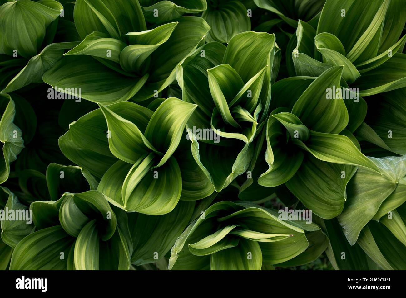 Die Blätter einer grünen Pflanze im nationalpark prokletije werden von sanftem Licht, albanien, beleuchtet Stockfoto