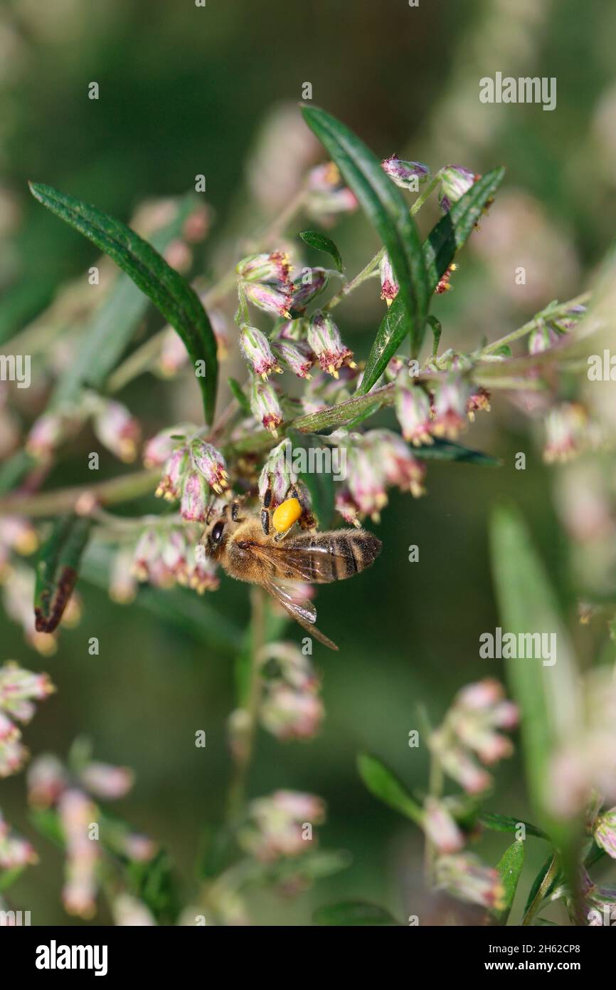 Honigbiene auf Beifuß (Artemisia vulgaris) Stockfoto