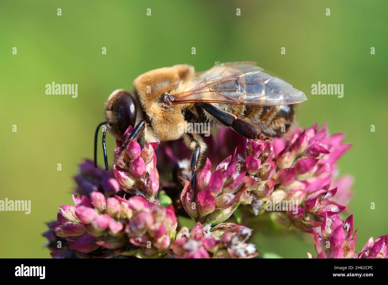 Honigbienen-Drohne (apis mellifera) Stockfoto