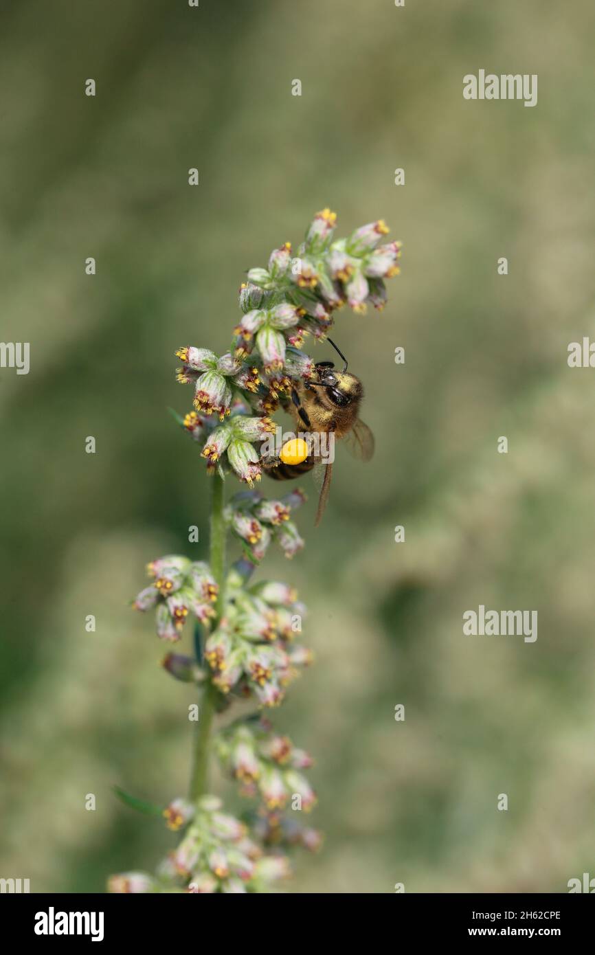 Honigbiene auf Beifuß (Artemisia vulgaris) Stockfoto