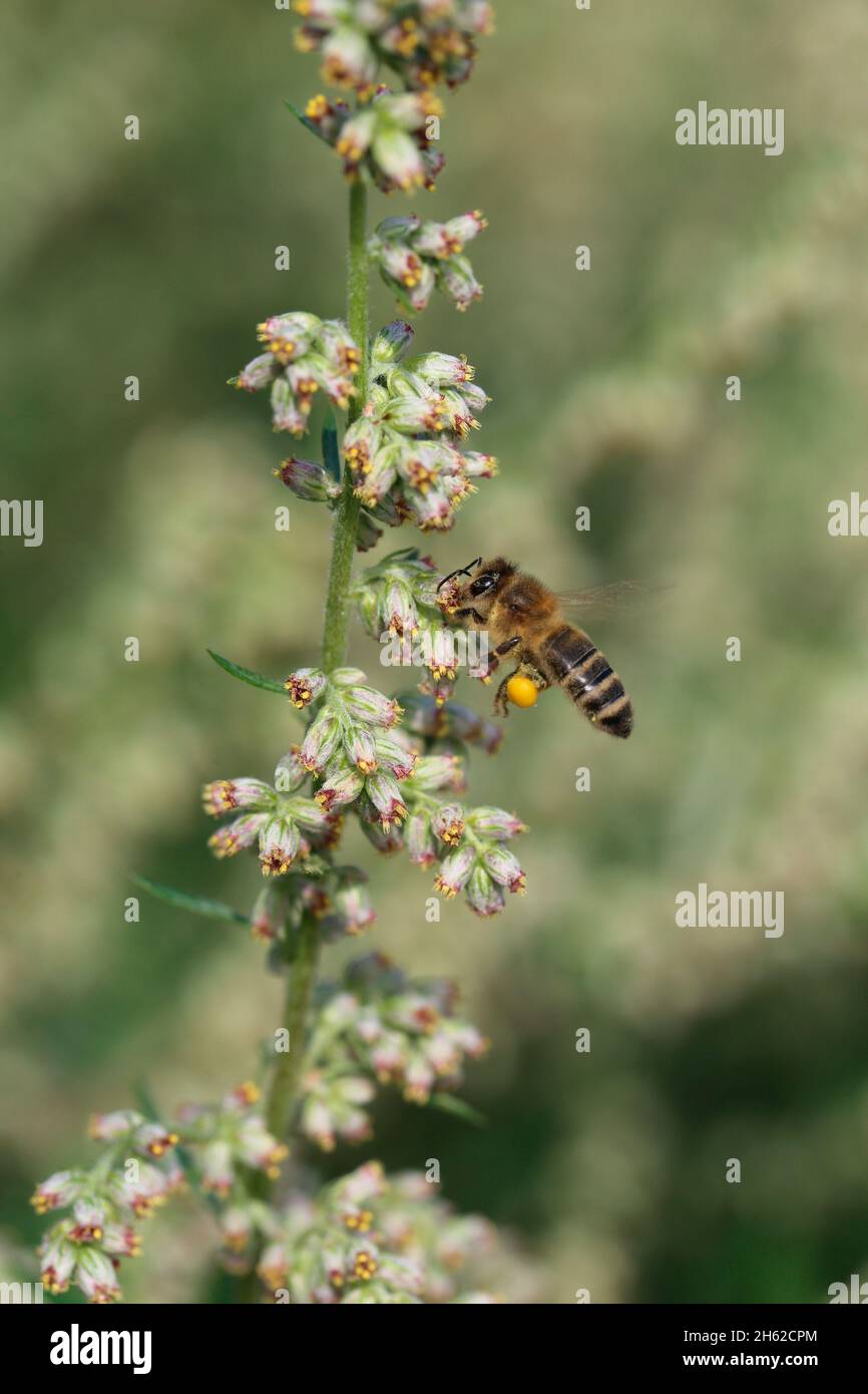 Honigbiene auf Beifuß (Artemisia vulgaris) Stockfoto