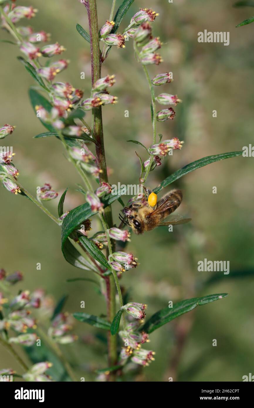 Honigbiene auf Beifuß (Artemisia vulgaris) Stockfoto