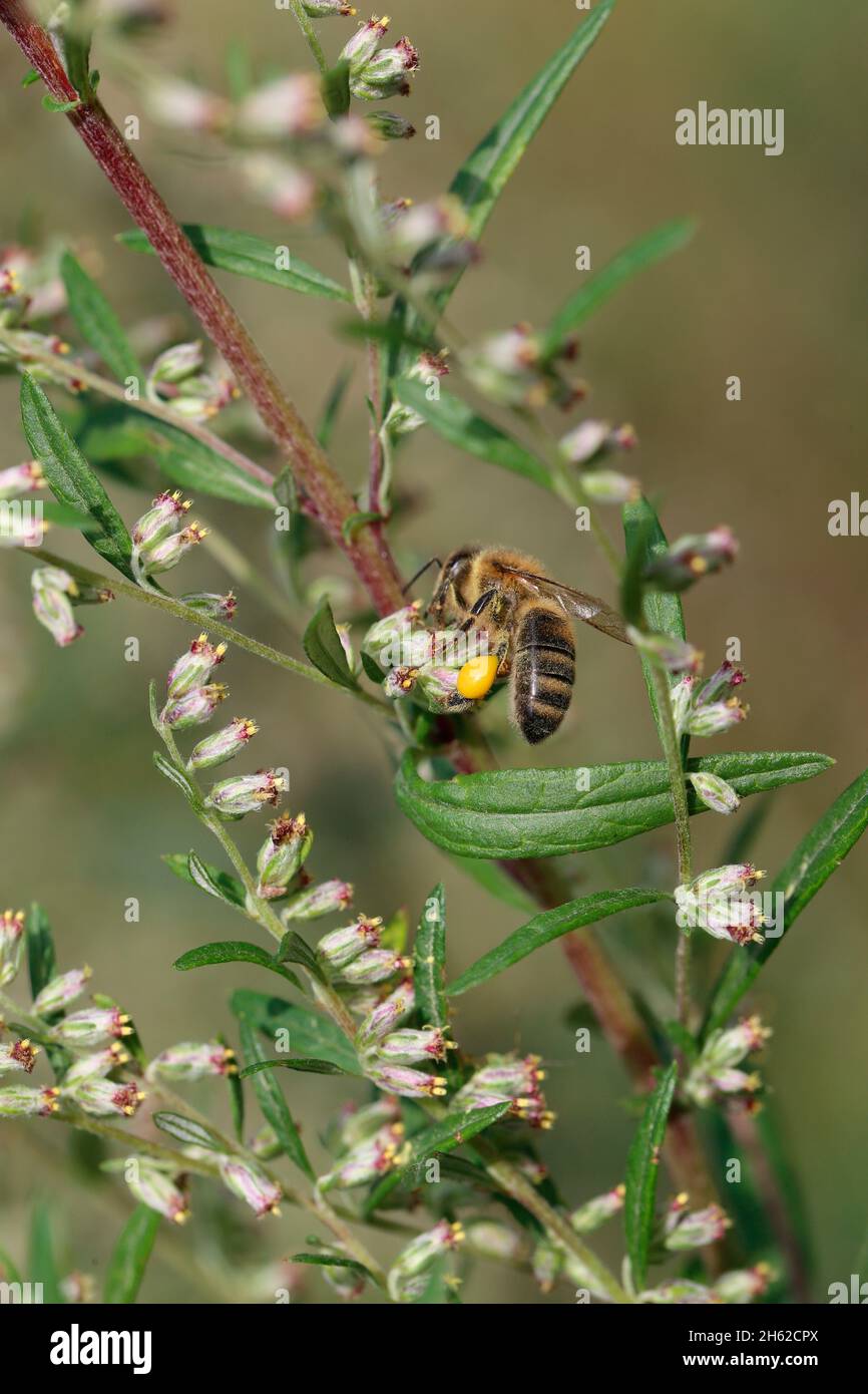 Honigbiene auf Beifuß (Artemisia vulgaris) Stockfoto
