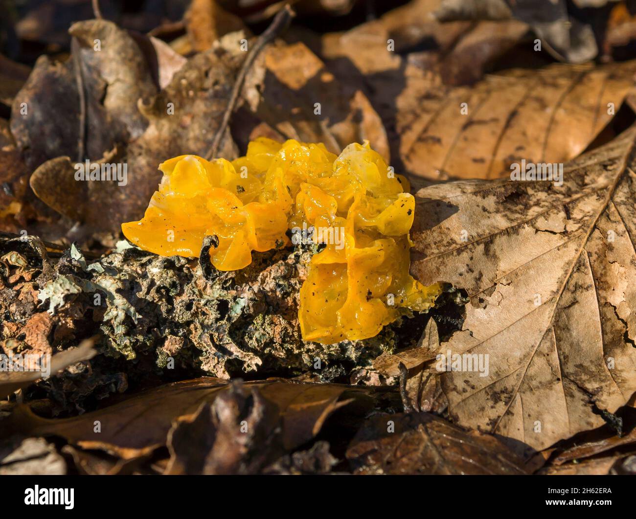 Das goldgelbe Zittern ist eine Art Pilz aus der Familie der zitternden Verwandten. Stockfoto
