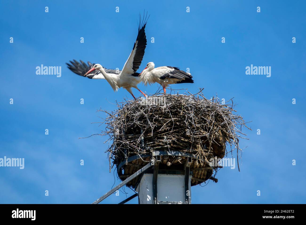 Vöhlinschloss,zwei Weißstörche im Nest auf einem Schornstein am hinteren Schloss. Stockfoto