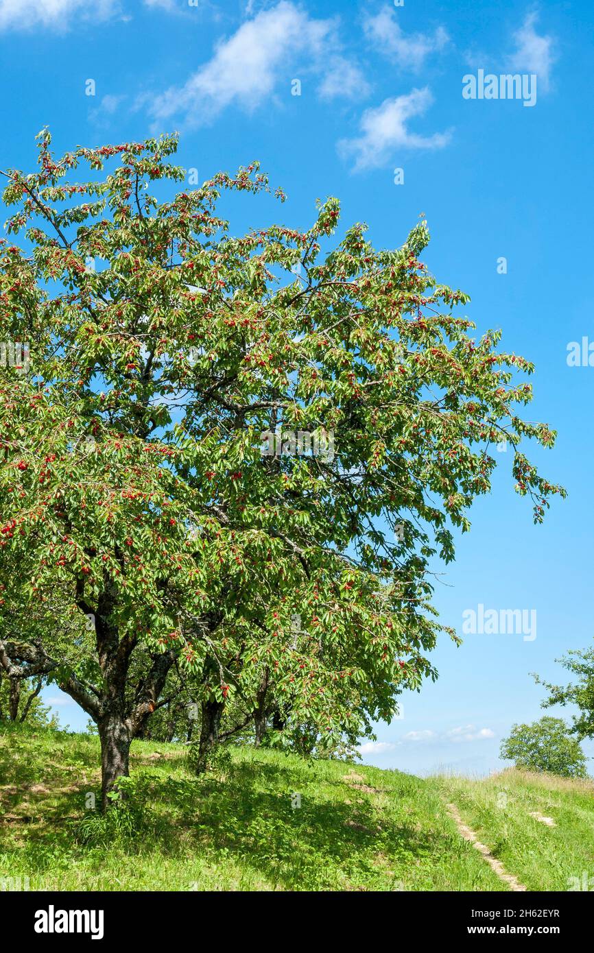 deutschland,baden-württemberg,beuren,Kirschbaum mit reifen Kirschen auf einer Obstwiese im neuffener Tal. Stockfoto