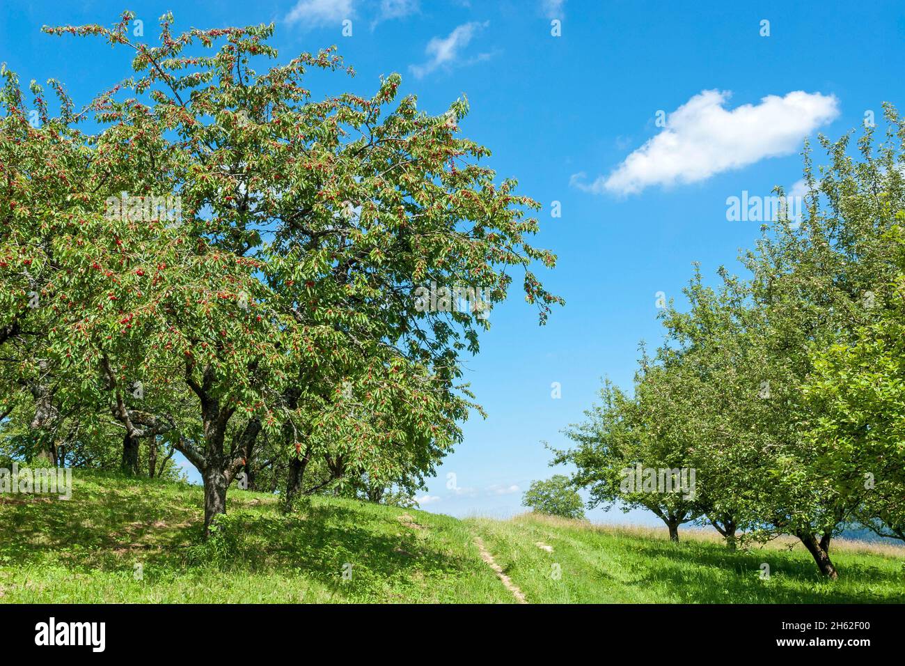 deutschland,baden-württemberg,beuren,Kirschbaum mit reifen Kirschen auf einer Obstwiese im neuffener Tal. Stockfoto
