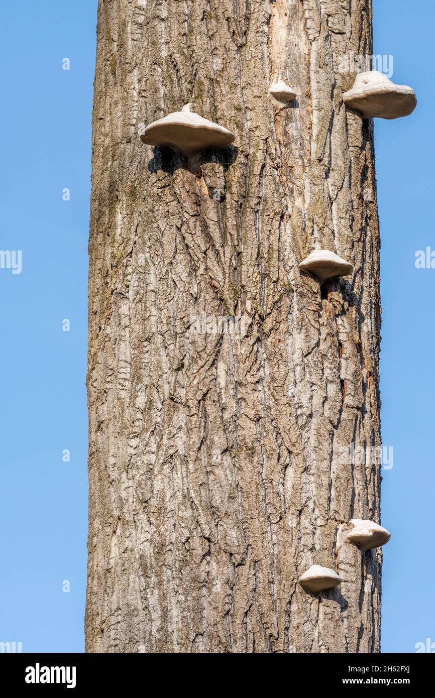 zunder-Pilz (fomes fomentarius) Pilzarten aus der Familie der Stachelschweine (Polyporaceae). Stockfoto