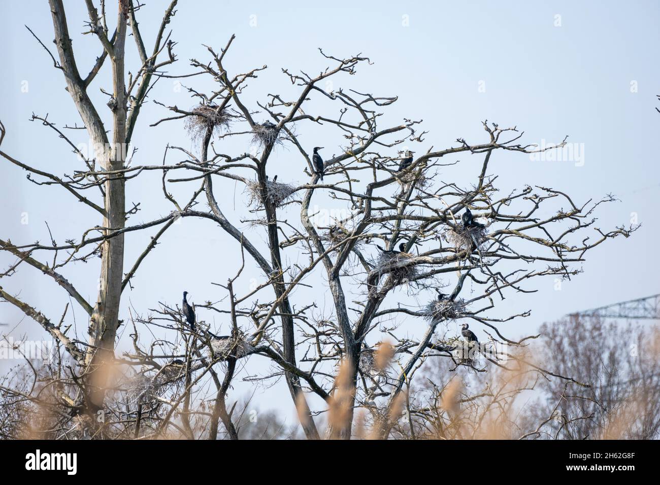 Kormorane (phalacrocorax carbo) eine Vogelart aus der Familie der Kormorane (phalacrocoracidae), Kolonie in der Bachniederung. Stockfoto