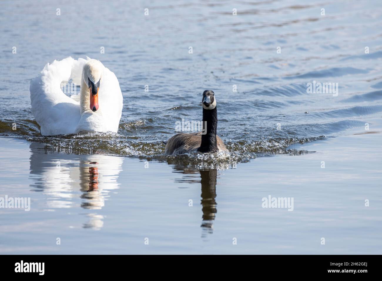 Der mute Schwan, cygnus olor, vertreibt eine kanadagans. Stockfoto