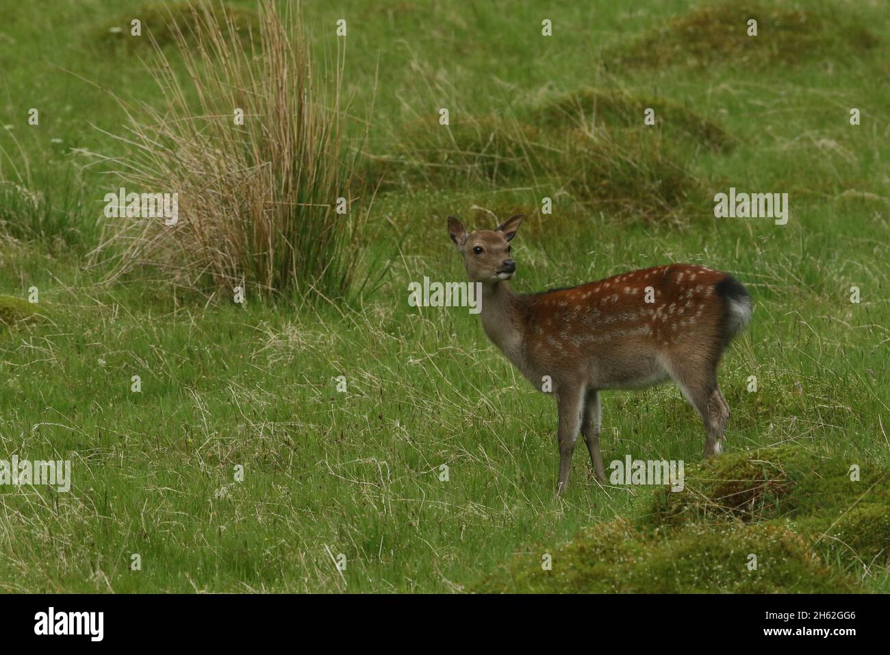 Sika-Hirsch, aufgenommen in einem typischen Lebensraum von Gräsern und Seggen in der Nähe von Nadelwäldern. Gelbbraunes Fell mit weißen Flecken und einem kleinen Kopf. Stockfoto